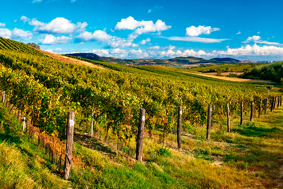 Vinogalerie