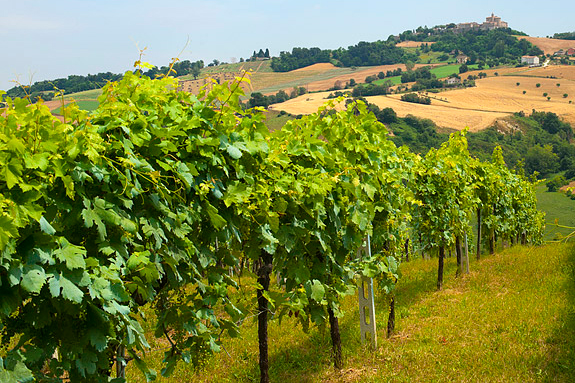 Vinogalerie