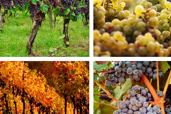 Vinogalerie